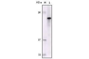 Western Blot showing FES antibody used against truncated FES recombinant protein. (FES 抗体)