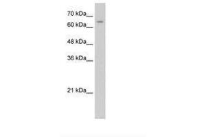 Image no. 2 for anti-Nuclear Receptor Subfamily 2, Group C, Member 1 (NR2C1) (C-Term) antibody (ABIN6736280) (NR2C1 抗体  (C-Term))