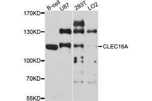 Western blot analysis of extract of various cells, using CLEC16A antibody.