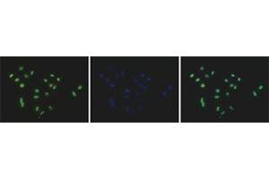 Immunofluorescent staining of Hela cell line with antibody followed by an anti-rabbit antibody conjugated to Alexa488 (left). (HIST3H2A 抗体  (C-Term))