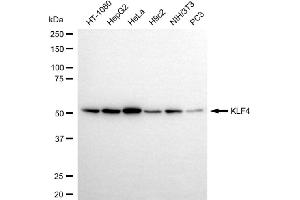 Western blotting analysis using KLF4 antibody (ABIN7799216).