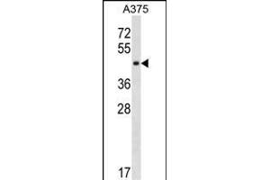 SUGT1 Antibody (C-term) (ABIN1537143 and ABIN2850187) western blot analysis in  cell line lysates (35 μg/lane). (SUGT1 抗体  (C-Term))