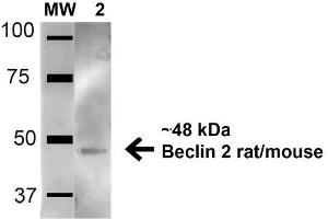 Western blot analysis of Mouse Brain cell lysates showing detection of 48. (Beclin 2 抗体  (AA 410-421) (Atto 594))