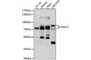Western blot analysis of extracts of various cell lines, using PRKCZ antibody (ABIN2564714) at 1:1000 dilution. (PKC zeta 抗体)