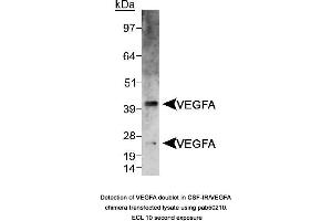 Image no. 1 for anti-Vascular Endothelial Growth Factor A (VEGFA) (AA 150-250), (Internal Region) antibody (ABIN363519) (VEGFA 抗体  (Internal Region))
