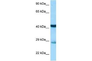 WB Suggested Anti-Stx7 Antibody Titration: 1. (Syntaxin 7 抗体  (N-Term))