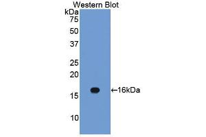 Western blot analysis of the recombinant protein. (Caveolin-1 抗体  (AA 2-104))