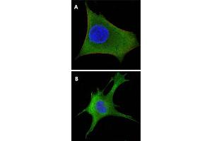Immunofluorescence analysis of HeLa (A) and 3T3-L1 (B) cells using WNT1 monoclonal antibody, clone 10C8  (green). (WNT1 抗体)