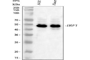 Western blot analysis of IRF1 using anti-IRF1 antibody (ABIN7600281).