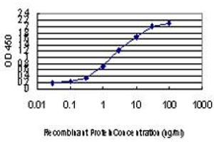 Detection limit for recombinant GST tagged CDK8 is approximately 0. (CDK8 抗体  (AA 375-464))