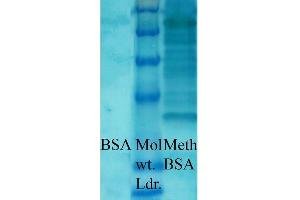Western blot analysis of Bovine serum albumin showing detection of Methylated Lysine protein using Rabbit Anti-Methylated Lysine Polyclonal Antibody (ABIN5650776). (Lysine (lys) (methylated) 抗体)