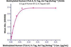 Immobilized Human B7-2, Fc Tag (Cat# CD6-H5257) at 5 μg/mL (100 µl/well),can bind Biotinylated Human CTLA-4, Fc tag (Cat# CT4-H82F3) with a linear range of 2-30 ng/mL. (CTLA4 Protein (AA 37-162) (Fc Tag,AVI tag,Biotin))