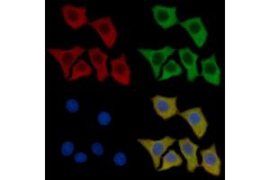 DRP1 Mouse Monoclonal Antibody staining HepG2 cells by IF/ICC. (Dynamin 1-Like 抗体  (C-Term))