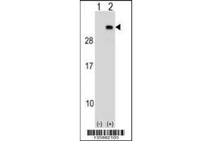 Western blot analysis of PGRMC2 using rabbit polyclonal PGRMC2 Antibody using 293 cell lysates (2 ug/lane) either nontransfected (Lane 1) or transiently transfected (Lane 2) with the PGRMC2 gene. (PGRMC2 抗体  (C-Term))