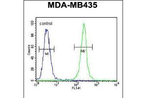 Flow cytometric analysis of MDA-MB435 cells (right histogram) compared to a negative control cell (left histogram). (TRHDE 抗体  (C-Term))