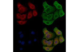 ABIN6258794 and ABIN6275896 staining Hela cells by IF/ICC. (FAM3D 抗体  (C-Term))