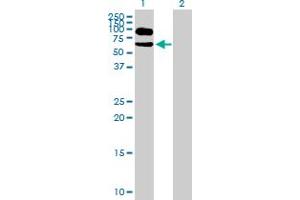 Western Blot analysis of ITFG1 expression in transfected 293T cell line by ITFG1 MaxPab polyclonal antibody. (ITFG1 抗体  (AA 1-612))