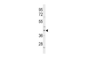 Western blot analysis of CEB Antibody (C-term) (ABIN653431 and ABIN2842875) in mouse liver tissue lysates (35 μg/lane).