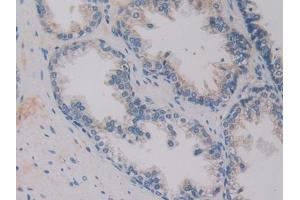 Immunohistochemistry (IHC) image for anti-Hepcidin Antimicrobial Peptide (HAMP) (AA 25-84) antibody (ABIN7427882)