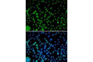 Immunofluorescence (IF) image for anti-Interferon Regulatory Factor 2 (IRF2) (AA 120-349) antibody (ABIN3023367) (IRF2 抗体  (AA 120-349))