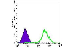Flow cytometric analysis of HeLa cells using ACLY mouse mAb (green) and negative control (purple). (ACLY 抗体  (AA 306-502))