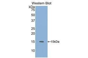 Western Blotting (WB) image for anti-Growth Differentiation Factor 6 (GDF6) (AA 339-454) antibody (ABIN1858989) (GDF6 抗体  (AA 339-454))