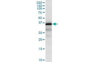Immunoprecipitation of ZNF346 transfected lysate using anti-ZNF346 MaxPab rabbit polyclonal antibody and Protein A Magnetic Bead , and immunoblotted with ZNF346 purified MaxPab mouse polyclonal antibody (B01P) . (ZNF346 抗体  (AA 1-294))