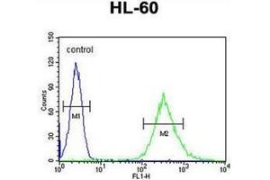 Flow cytometric analysis of HL-60 cells using ENASE Antibody  (right histogram) compared to a negative control cell (left histogram). (ENGASE 抗体  (Middle Region))