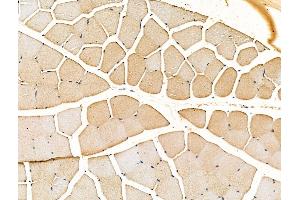 ABIN7094646 and ABIN7098697 at 1/100 staining Rat pancreatic tissue by IHC-P.