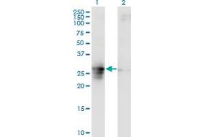 Western Blot analysis of FAM3B expression in transfected 293T cell line by FAM3B monoclonal antibody (M07), clone 1E7. (FAM3B 抗体  (AA 1-235))
