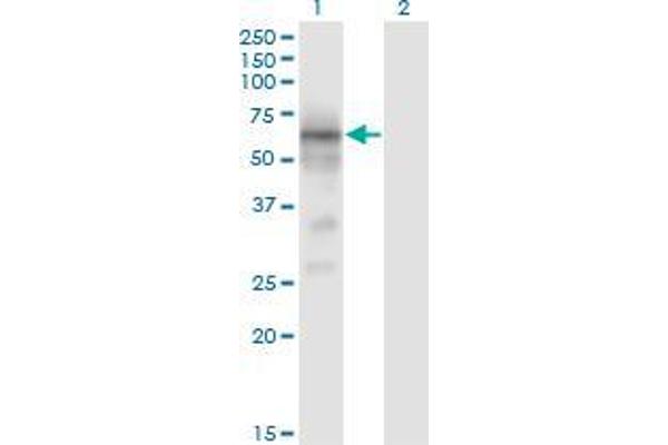 BACE1 Antikörper  (AA 22-501)