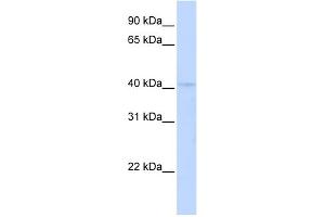 WB Suggested Anti-RAD9A Antibody Titration:  0. (RAD9A 抗体  (C-Term))