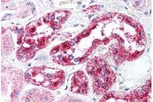Human Kidney (formalin-fixed, paraffin-embedded) stained with HTRA2 antibody ABIN213932 at 5 ug/ml followed by biotinylated goat anti-rabbit IgG secondary antibody ABIN481713, alkaline phosphatase-streptavidin and chromogen. (HTRA2 抗体  (C-Term))