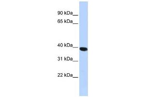 Western Blotting (WB) image for anti-Hyaluronidase-1 (HYAL1) antibody (ABIN2459449) (HYAL1 抗体)