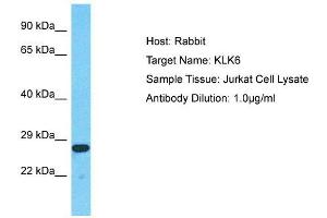 Host:  Rabbit  Target Name:  KLK6  Sample Type:  Jurkat Whole Cell lysates  Antibody Dilution:  1. (Kallikrein 6 抗体  (N-Term))