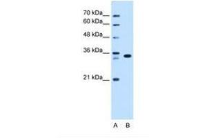 Image no. 1 for anti-Arginine-Fifty Homeobox (ARGFX) (AA 101-150) antibody (ABIN341629) (ARGFX 抗体  (AA 101-150))
