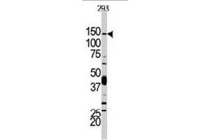 Western blot analysis of PIK3CD polyclonal antibody  in 293 cell line lysates. (PIK3CD 抗体  (N-Term))