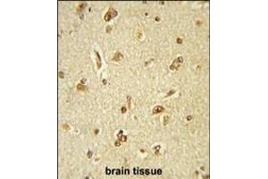 Formalin-fixed and paraffin-embedded human brain tissue reacted with GTF2I Antibody (C-term), which was peroxidase-conjugated to the secondary antibody, followed by DAB staining. (GTF2I 抗体  (C-Term))