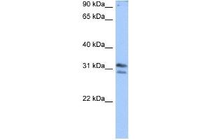 RG9MTD3 antibody used at 0. (RG9MTD3 抗体)
