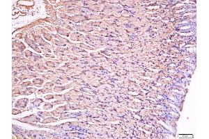 Paraformaldehyde-fixed, paraffin embedded mouse stomach tissue, Antigen retrieval by boiling in sodium citrate buffer(pH6) for 15min, Block endogenous peroxidase by 3% hydrogen peroxide for 30 minutes, Blocking buffer (normal goat serum) at 37°C for 20min, Antibody incubation with Rabbit Anti-Gastrin Polyclonal Antibody, Unconjugated  at 1:200 overnight at 4°C, followed by a conjugated secondary and DAB staining (Gastrin 抗体  (AA 77-92))