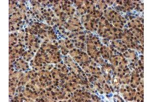 Image no. 6 for anti-NQO2 (NQO2) antibody (ABIN1499816) (NQO2 抗体)