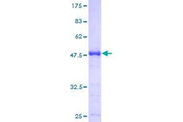 POLR2E Protein (AA 1-210) (GST tag)