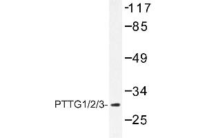 Image no. 1 for anti-Pituitary Tumor-Transforming 1 (PTTG1) antibody (ABIN272154) (PTTG1 抗体)