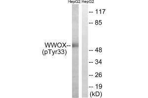 Western blot analysis of extracts from HepG2 cells, treated with PMA (125ng/ml, 30mins), using WWOX (Phospho-Tyr33) antibody. (WWOX 抗体  (pTyr33))
