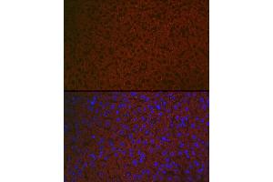 Immunofluorescence analysis of mouse liver using R Rabbit pAb (ABIN6131585, ABIN6146704, ABIN6146705 and ABIN6222716) at dilution of 1:100 (40x lens). (Chemerin 抗体  (AA 17-163))
