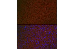 Immunofluorescence analysis of mouse liver using R Rabbit pAb (ABIN6131585, ABIN6146704, ABIN6146705 and ABIN6222716) at dilution of 1:100 (40x lens). (Chemerin 抗体  (AA 17-163))