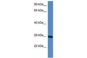 WB Suggested Anti-Prrg3 Antibody   Titration: 1. (PRRG3 抗体  (N-Term))