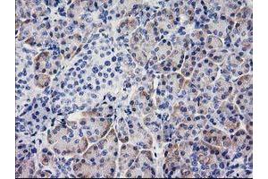 Immunohistochemistry (IHC) image for anti-Beclin 1, Autophagy Related (BECN1) antibody (ABIN1496865) (Beclin 1 抗体)