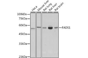 Western blot analysis of extracts of various cell lines, using F antibody (ABIN7267155) at 1:1000 dilution. (FADS1 抗体)