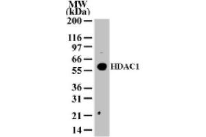 HDAC1 pAb tested by Western blot.